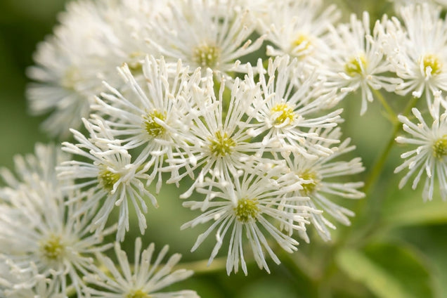 Trautvetteria carolinensis bloemen