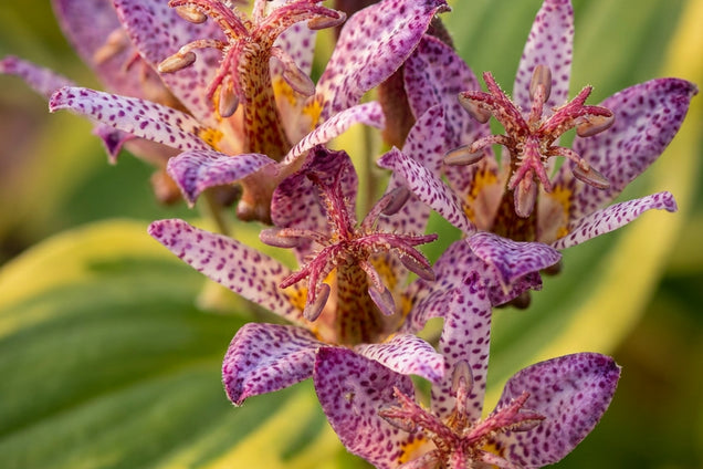Tricyrtis formosana 'Gilt Edge' bloem