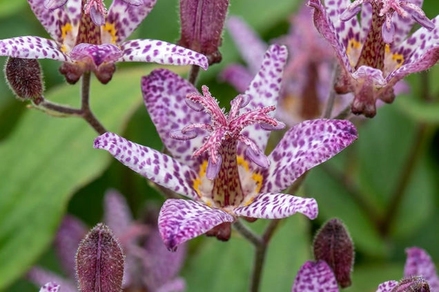 Tricyrtis formosana 'Purple Beauty' bloem