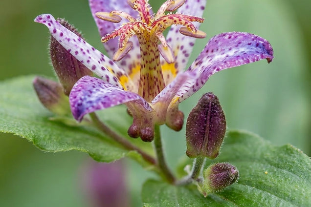 Tricyrtis 'Taipei Silk' bloem