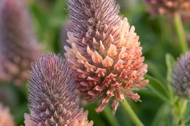 Trifolium rubens 'Peach Pink' bloem