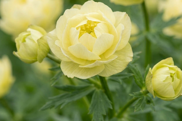 Trollius 'Alabaster' bloem