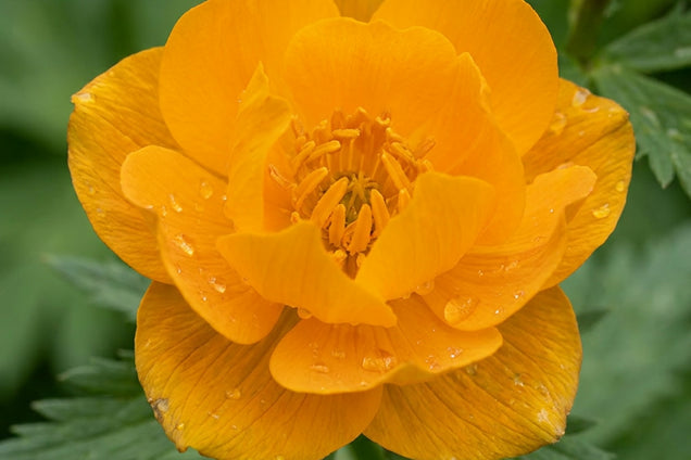 Trollius asiaticus bloem