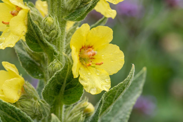 Verbascum chaixii 'Sixteen Candles' bloem