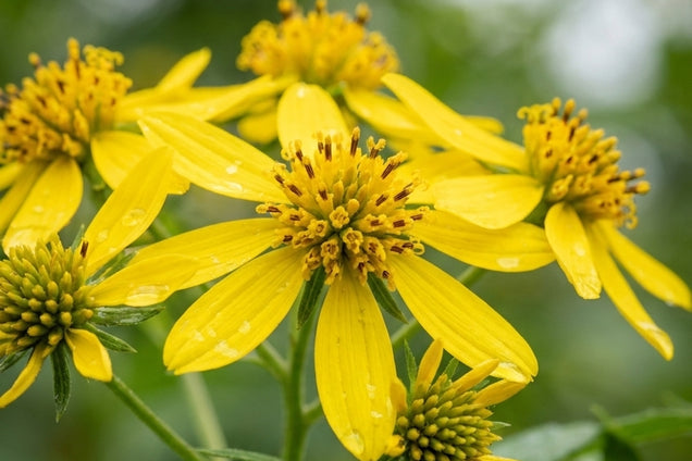 Verbesina alternifolia bloem