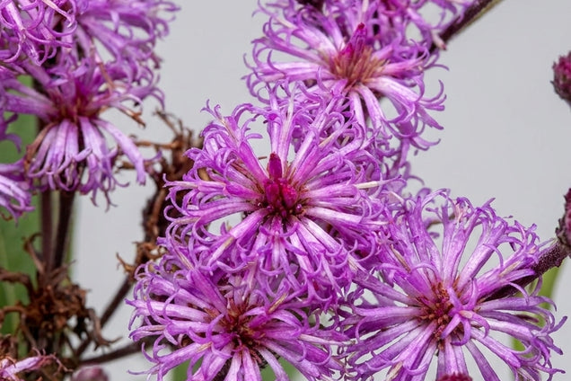 Vernonia crinita bloem