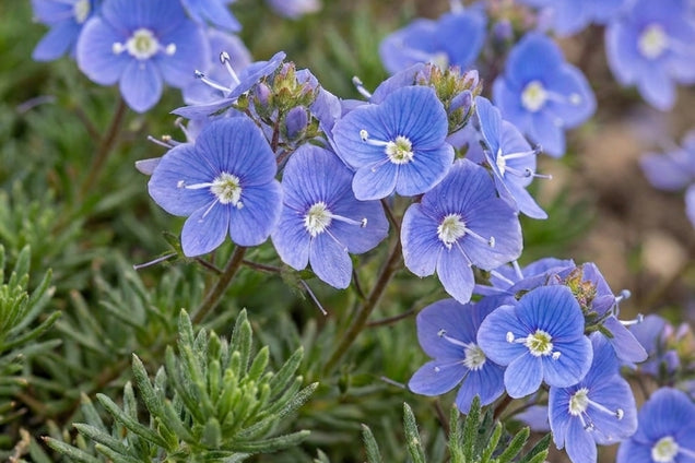 Veronica armena bloemen