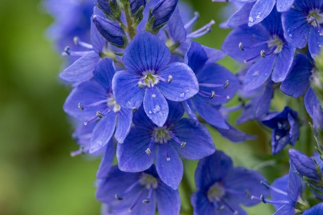 Veronica austriaca 'Kapitän' bloem