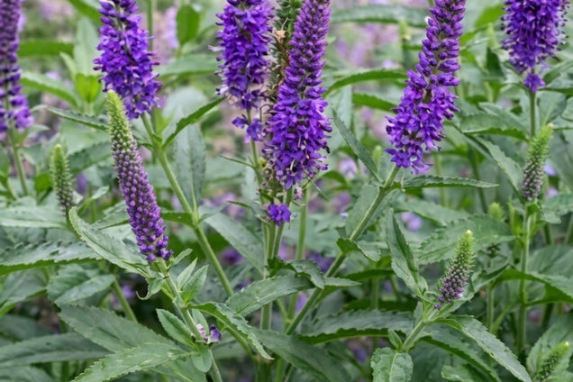 Veronica 'Blue Indigo' bloemen