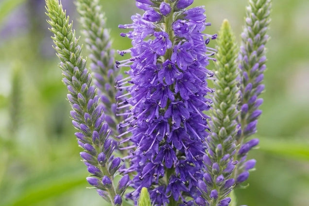 Veronica longifolia 'Blauriesin' bloemen