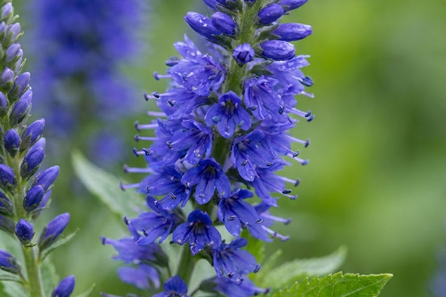 Veronica longifolia 'Blue John' bloem