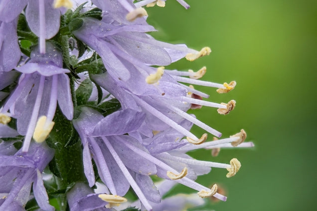 Veronica longifolia 'Zoë' bloem