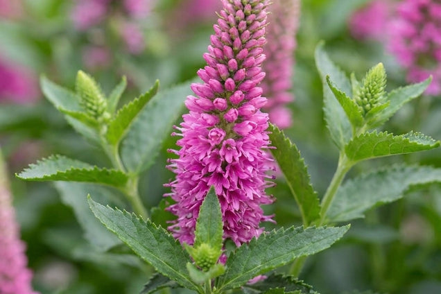 Veronica media 'Alllove' bloemen