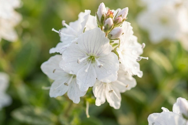 Veronica prostrata 'Alba' bloem