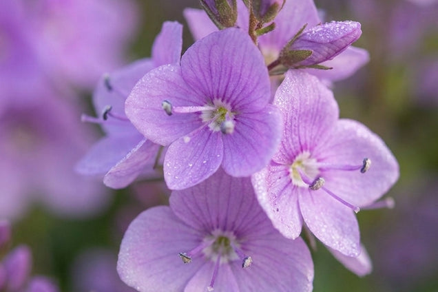 Veronica prostrata 'Mrs Holt' bloem
