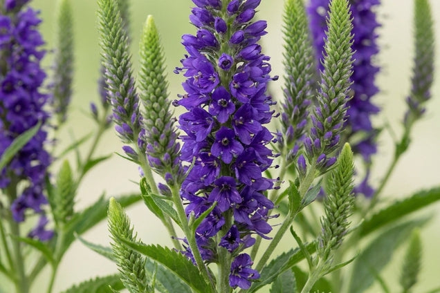 Veronica spicata 'Romiley Purple' bloem