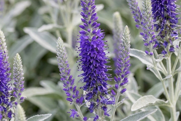 Veronica spicata 'Silbersee' bloem