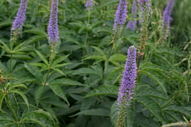 Veronicastrum virginicum 'Apollo' bloem