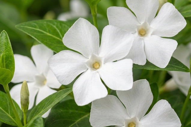 Vinca major 'Alba' bloem