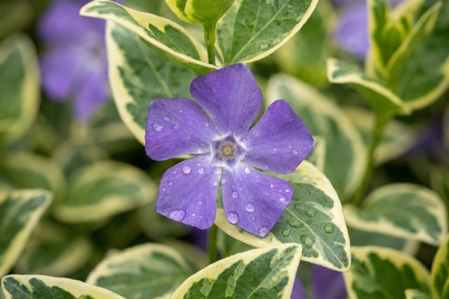 Vinca major 'Variegata' bloem