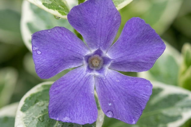 Vinca minor 'Argenteovariegata' bloem