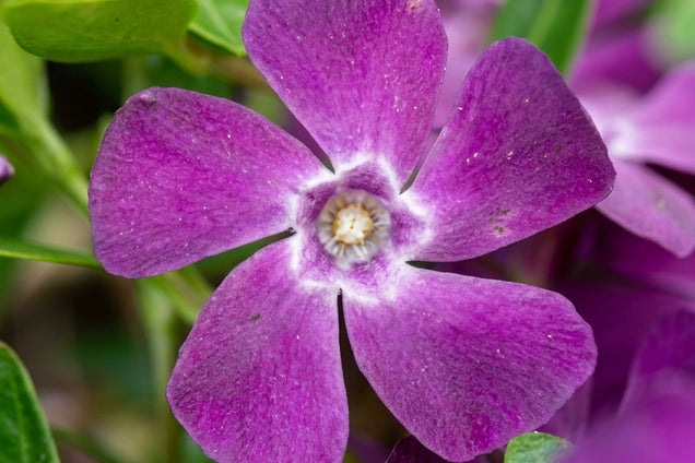 Vinca minor 'Atropurpurea' bloem