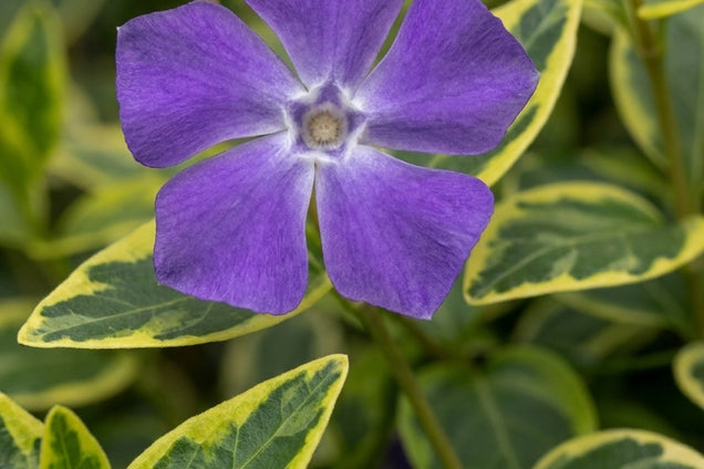 Vinca minor 'Aureovariegata' bloem