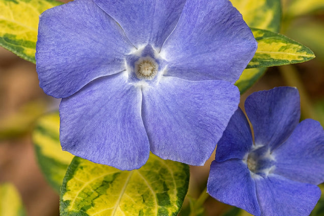 Vinca minor 'Cahill' bloem