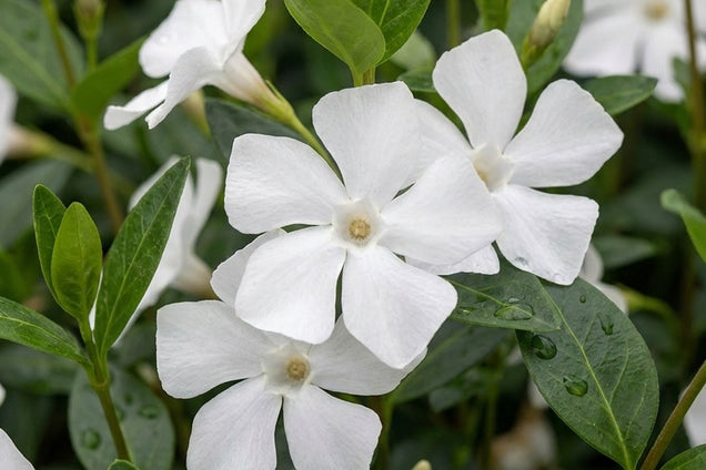 Vinca minor 'Elisa' bloem