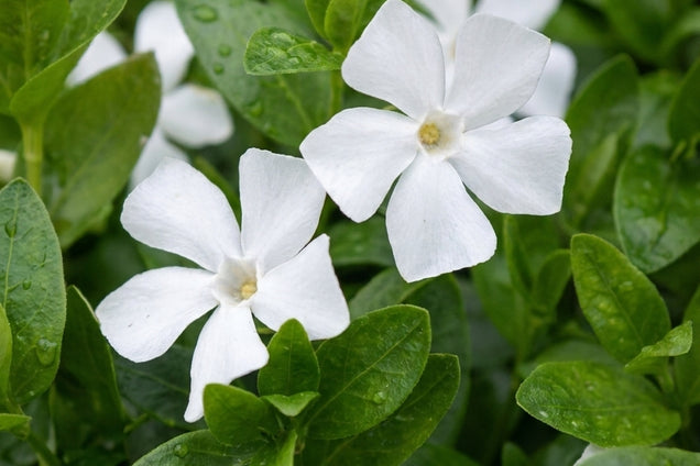 Vinca minor 'Gertrude Jekyll' bloem