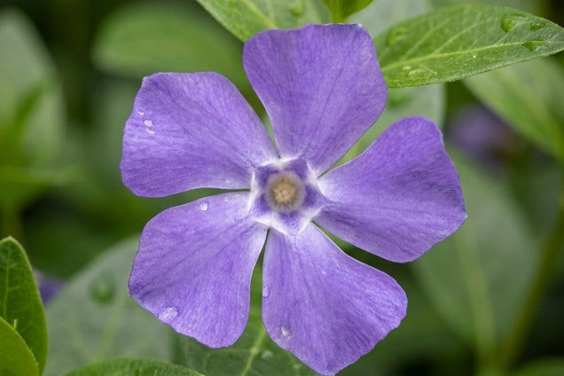 Vinca minor 'La Grave' bloem