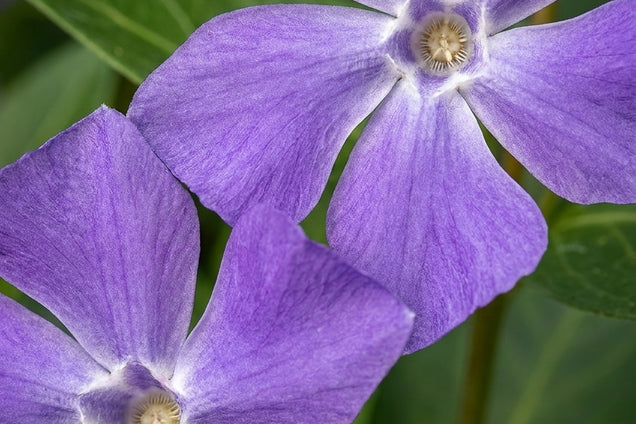 Vinca minor 'Marie' bloem