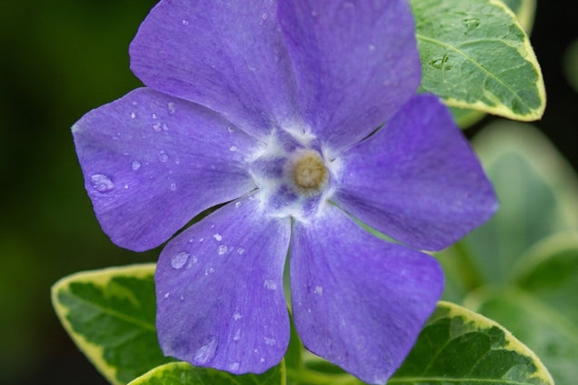 Vinca minor 'Ralph Shugert' bloem