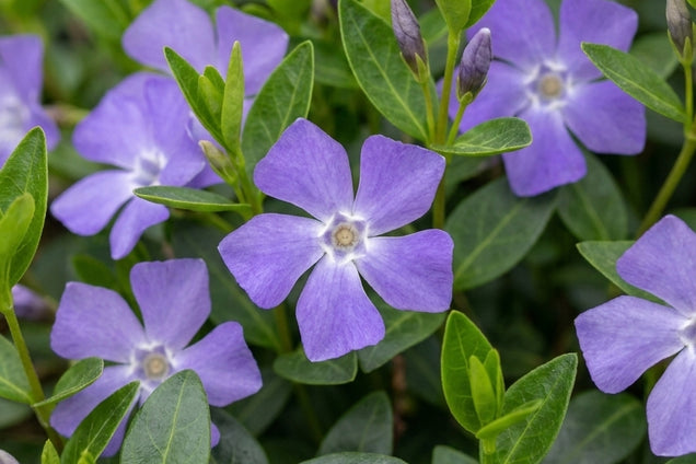 Vinca minor bloem