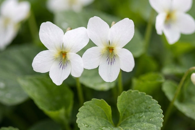 Viola odorata 'Reine des Neiges' bloem