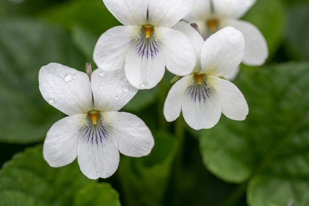 Viola odorata 'Royal Wedding' bloem