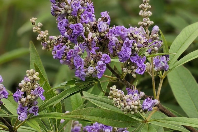 Vitex agnus-castus bloem
