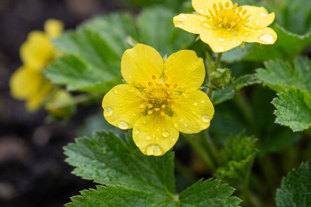Waldsteinia geoides bloem