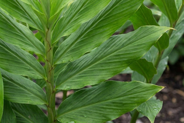 Zingiber mioga blad