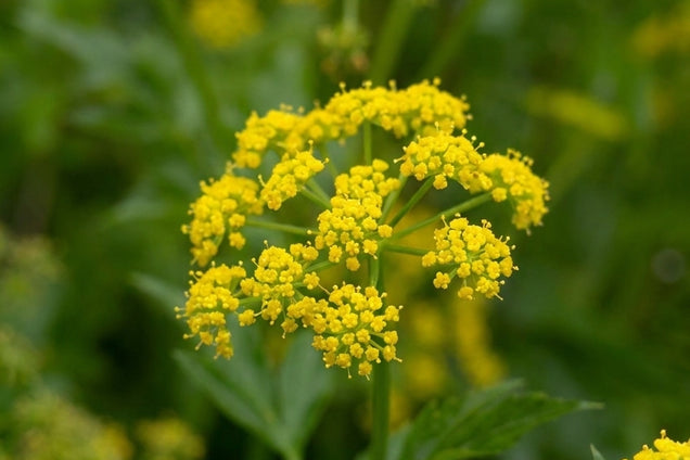 Zizia aurea bloem