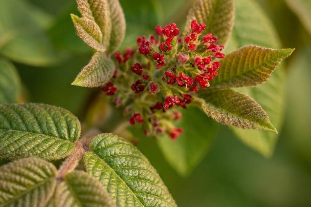 Juglans ailantifolia blad