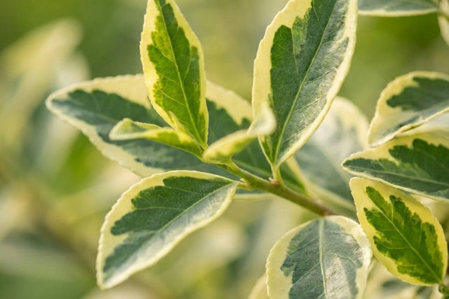 Ligustrum ibota 'Muster' blad