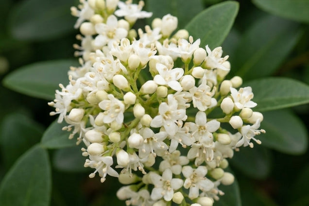 Ligustrum vulgare 'Atrovirens' bloem