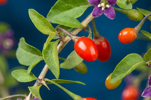 Lycium barbarum bloem
