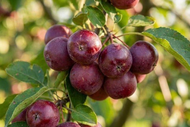 Malus domestica 'Apollo' vrucht