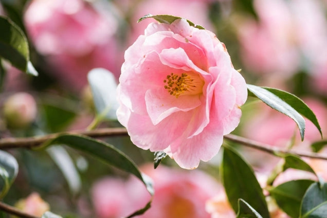 Neillia rubiflora bloem