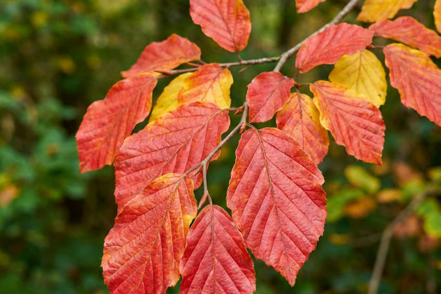 Parrotia persica 'Burgundy' blad