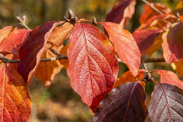 Parrotia subaequalis blad