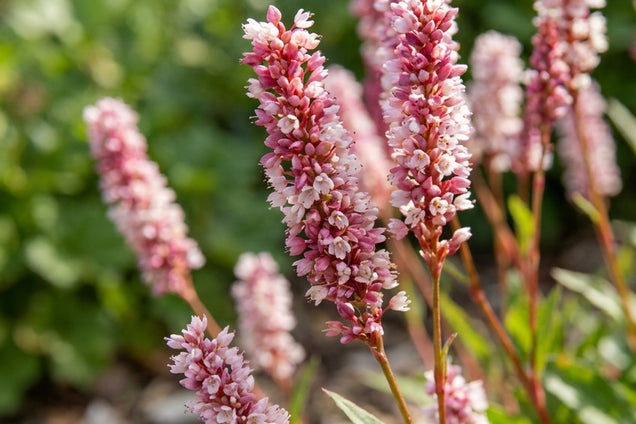 Persicaria affinis 'Darjeeling Red' bloem