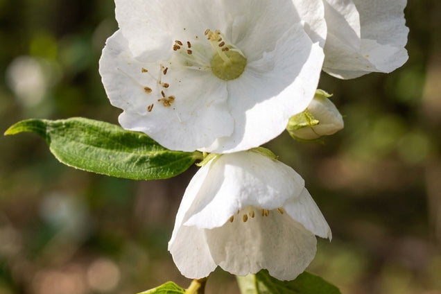 Philadelphus triflorus bloem